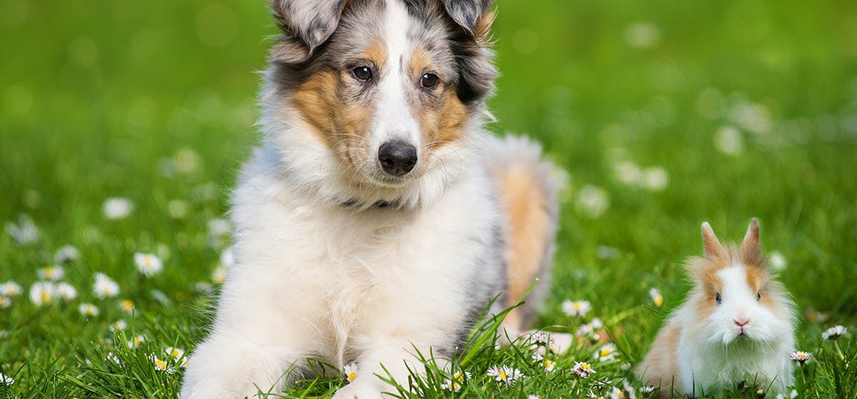 can dogs and bunnies be friends