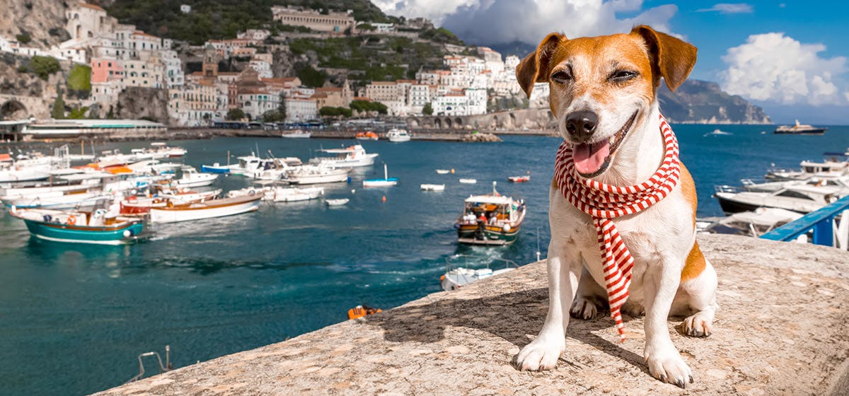 can-dogs-live-on-sailboats