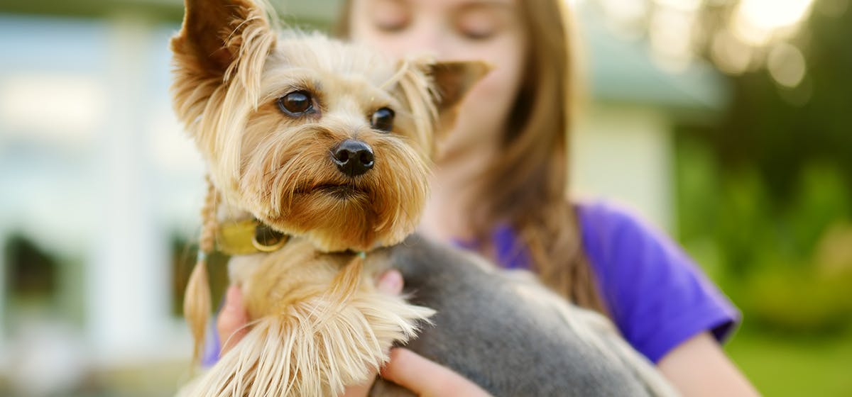 how do you calm a dog with adhd