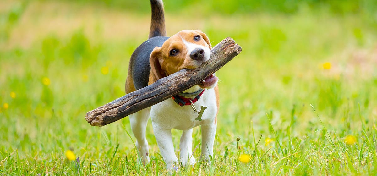 Can dogs digest wood sticks