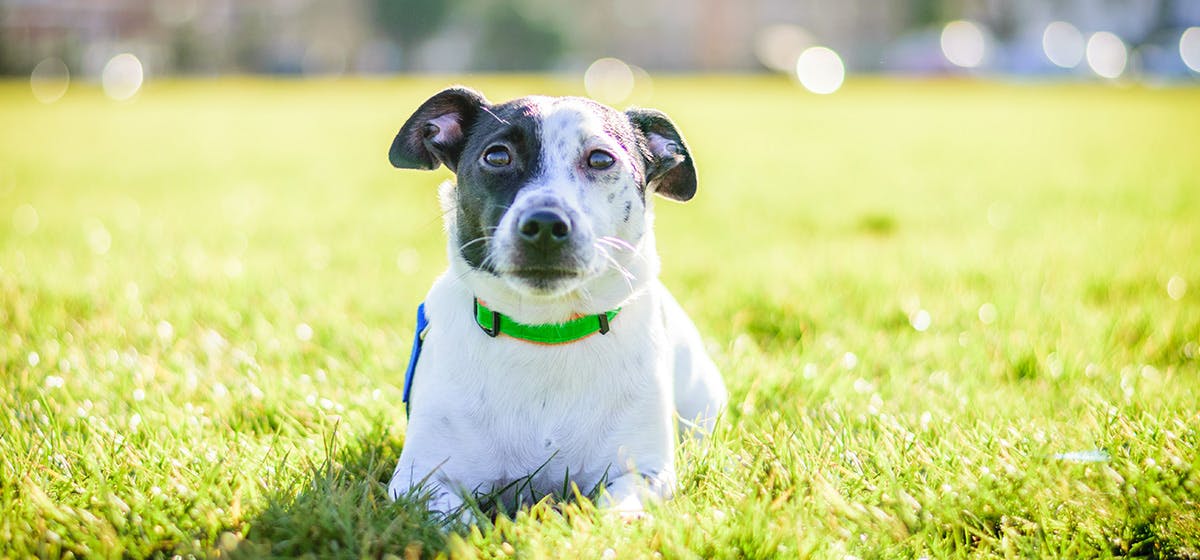 Are dried apricots bad for outlet dogs