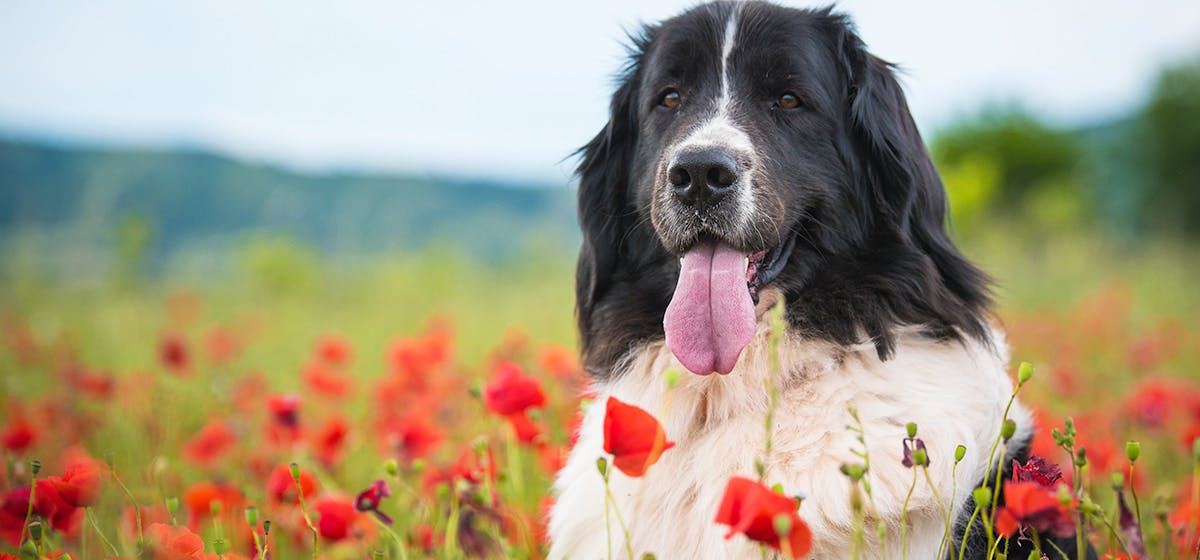 Newfoundland hot sale dog apartment