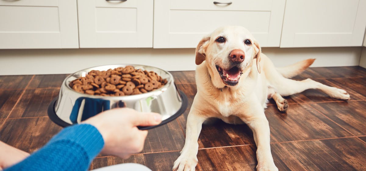 dog is choking on food