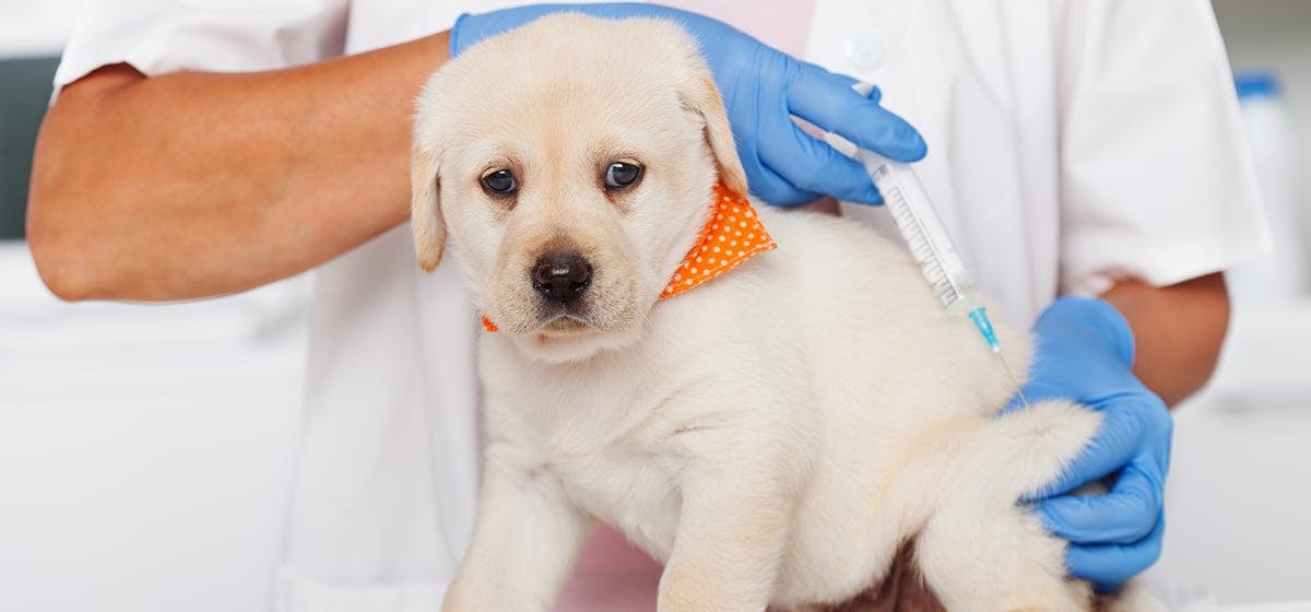 Puppy sales after shots