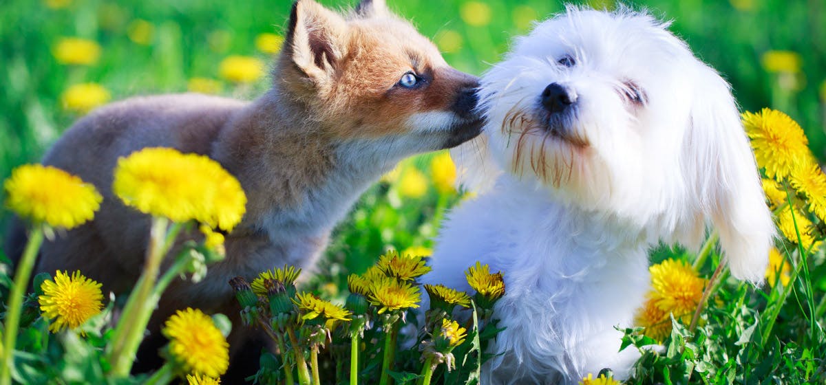 can fox poo harm dogs