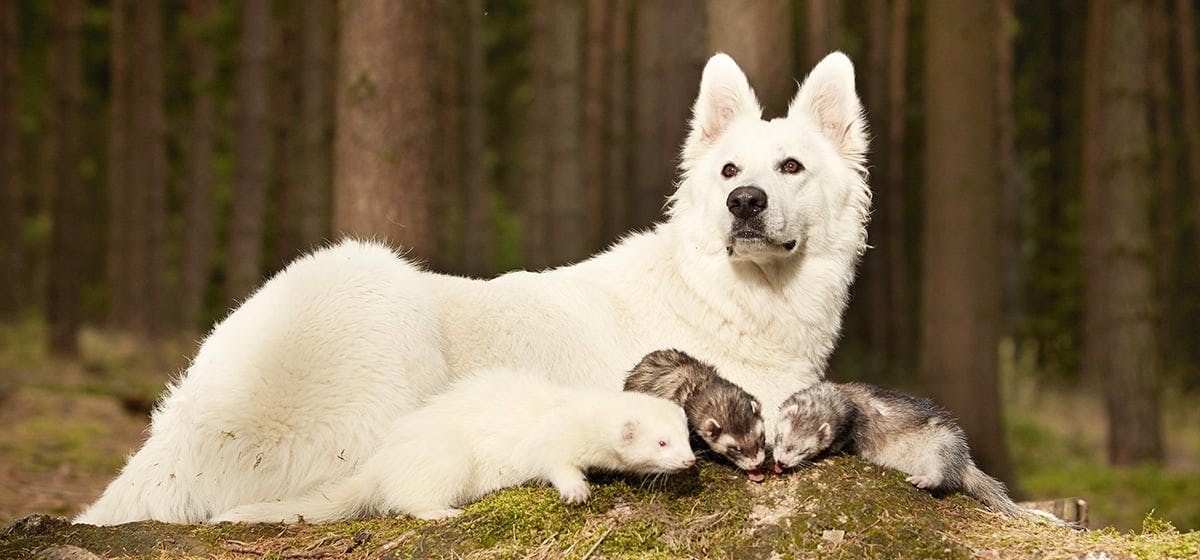 do ferrets get along with dogs