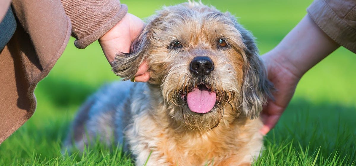 do dogs understand tone of voice