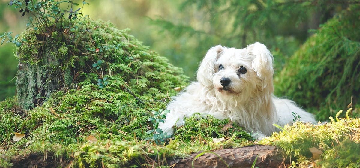 can-dogs-detect-mold