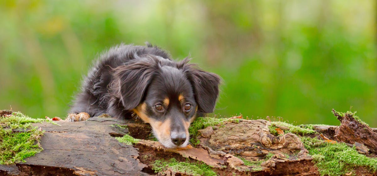 Can Dogs Climb Trees Wag