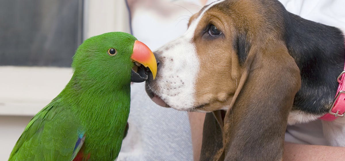 can-dogs-live-with-parrots
