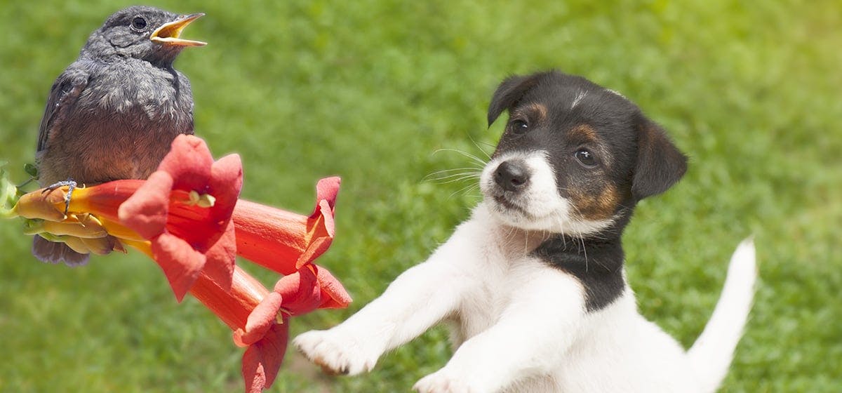 Dog sales with bird