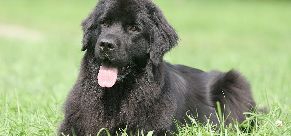 Can Newfoundland Dogs Live In Florida Wag