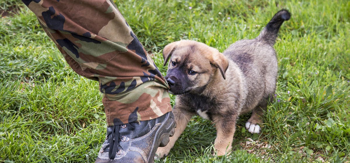 can-dog-bites-get-infected