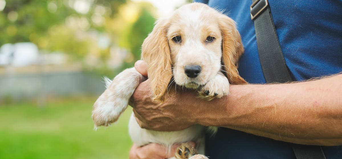 what happens if a dog attacks a intruder