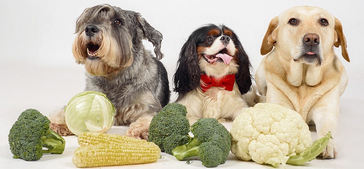 are dogs vegetarian