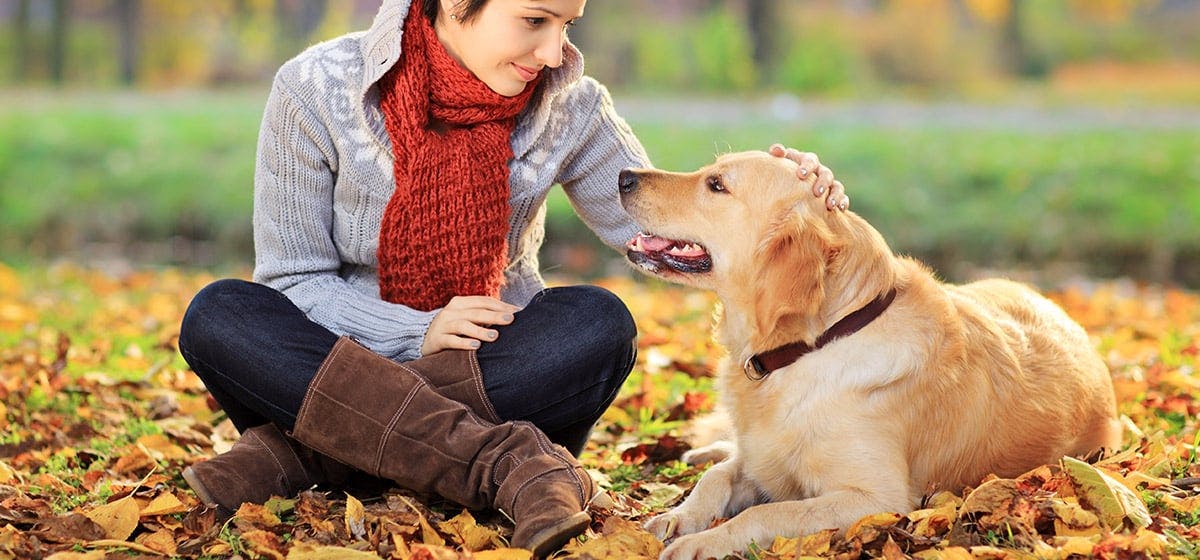 will a labrador defend you