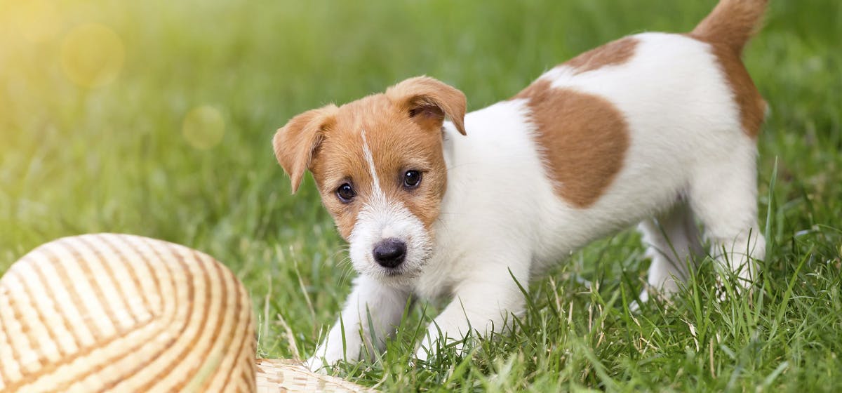 are avocado trees bad for dogs