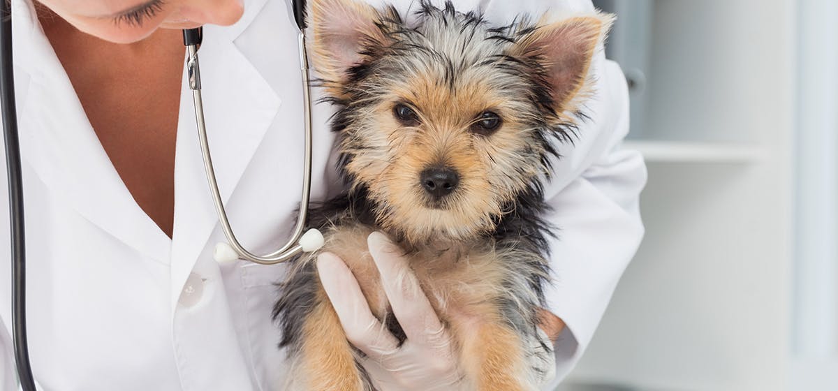 can-dogs-be-treated-for-rabies