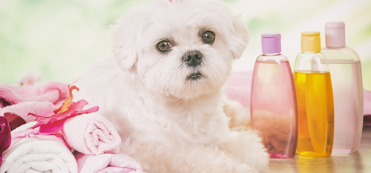 Can i use baby shampoo to wash hotsell my dog