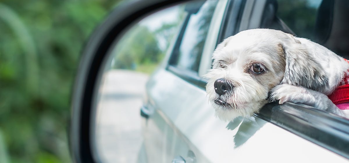 Can Dogs Identify Themselves in a Mirror? - Wag!