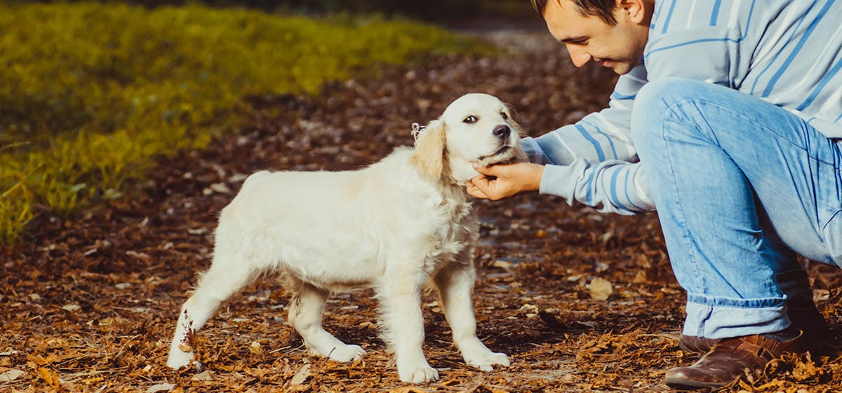 how many cats and dogs get abused each year