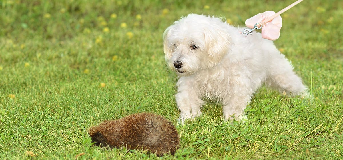 can dogs hear hedgehogs