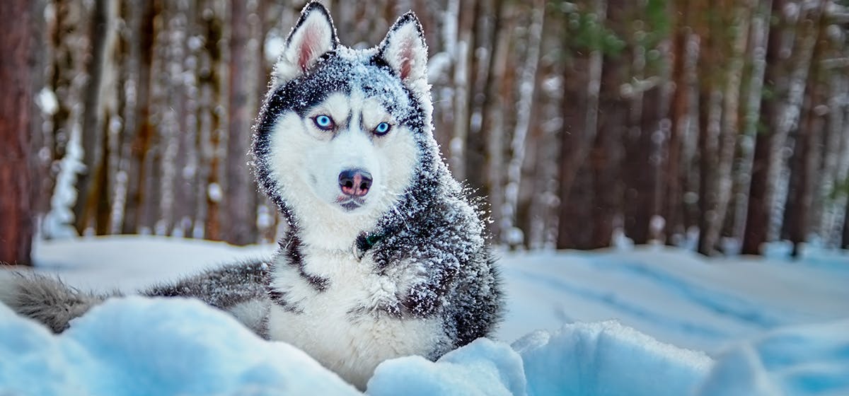 Can Dogs Live in Cold Weather? - Wag!