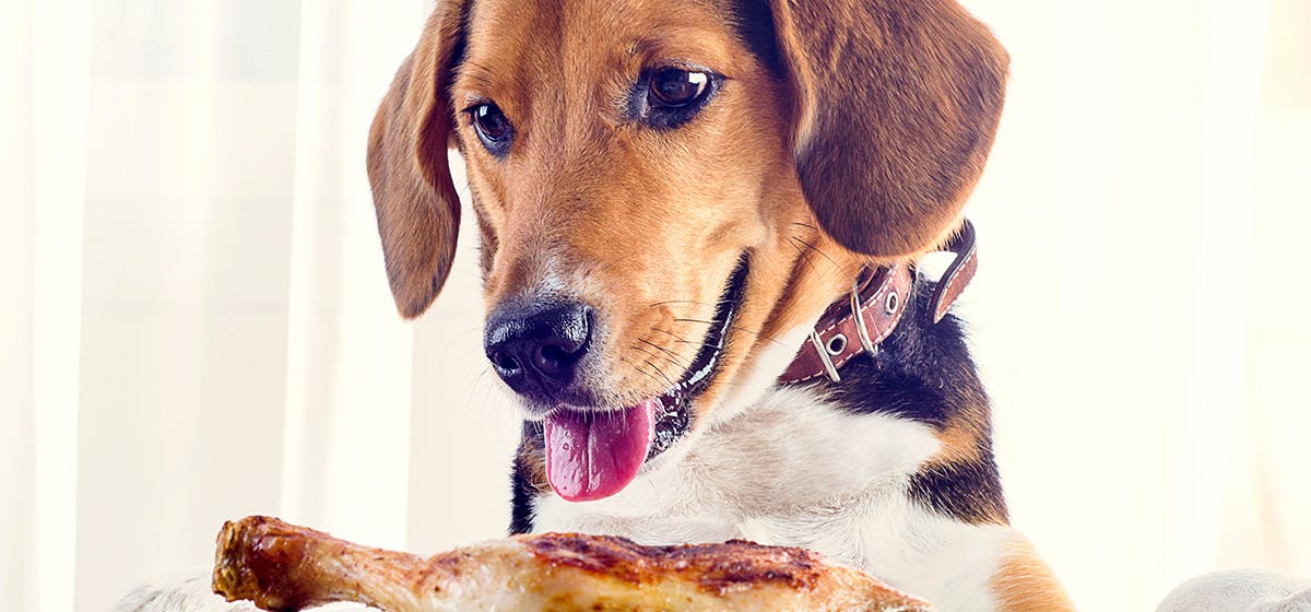 what human foods can dogs eat