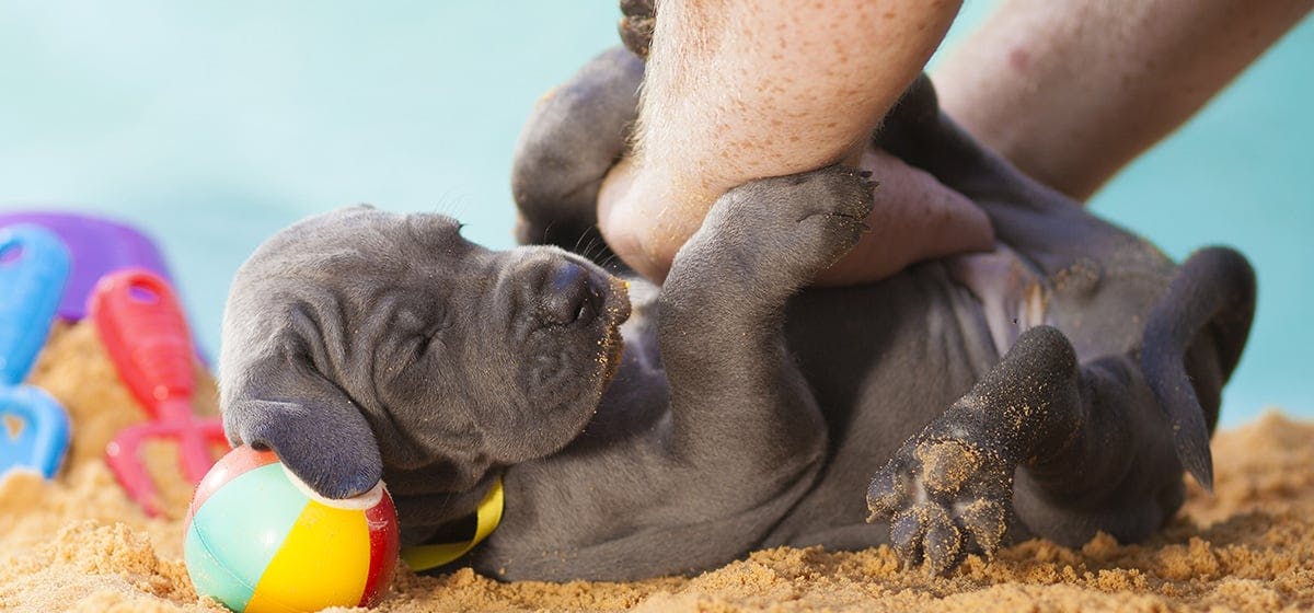 Tickling Licking Feet