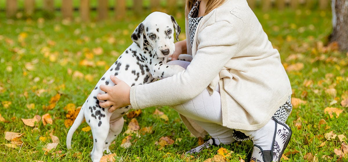 how many syllables can dogs understand