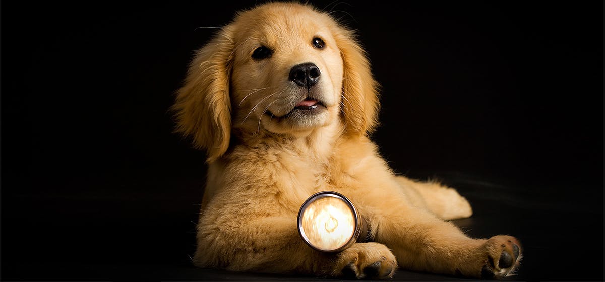 can-dogs-see-flashlights