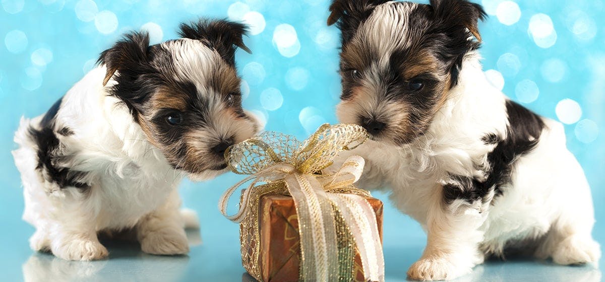 can-dogs-tell-identical-twins-apart