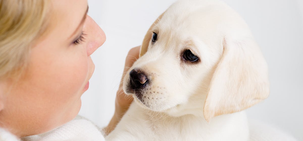 can-dogs-see-human-teeth