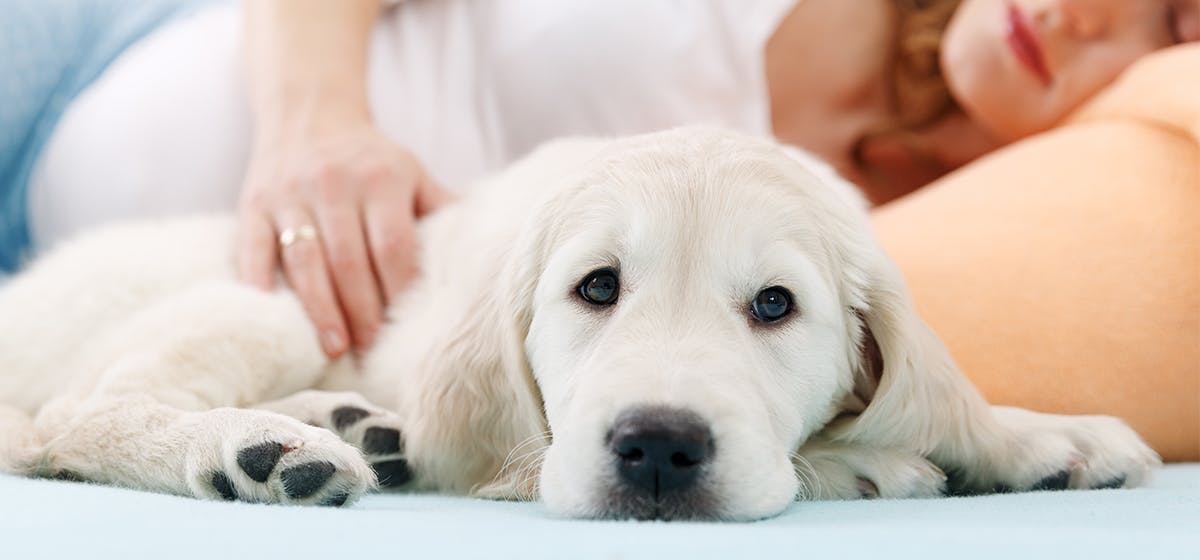 can dogs sense pregnancy and become protective