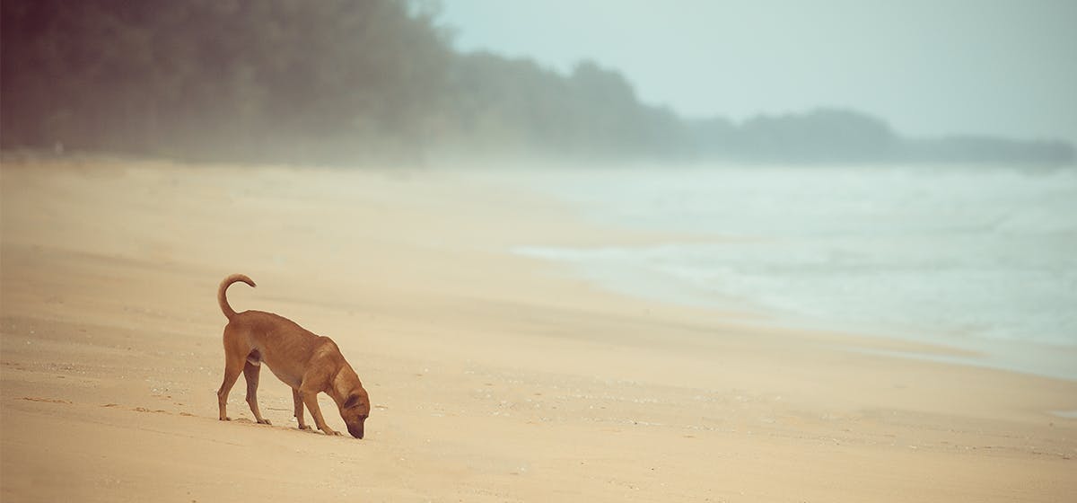 do dogs attract lightning