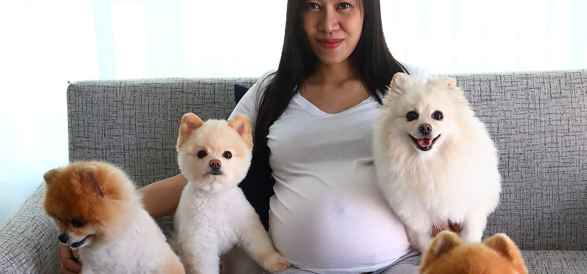 can-dogs-predict-pregnancy
