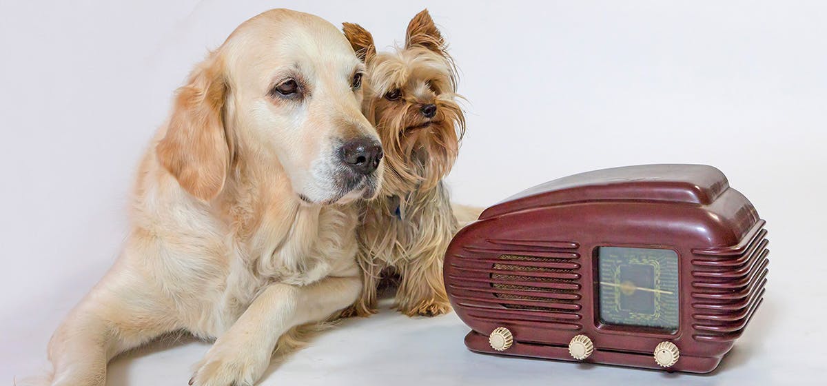can-dogs-hear-radio