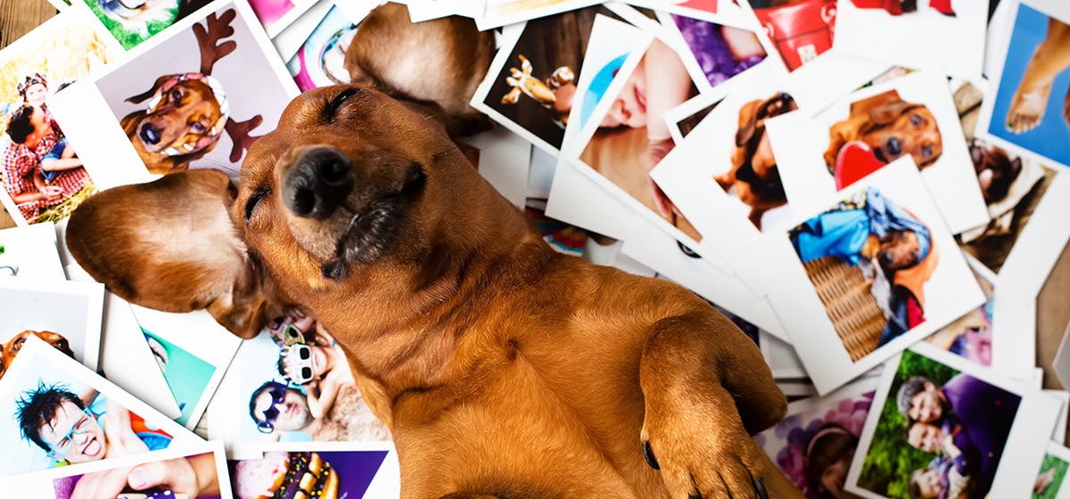 can-dogs-recognize-their-owners-in-pictures