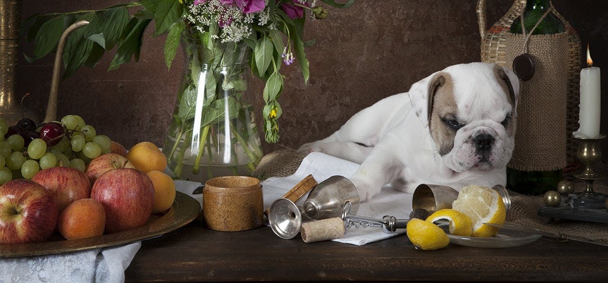 can-dogs-have-wine