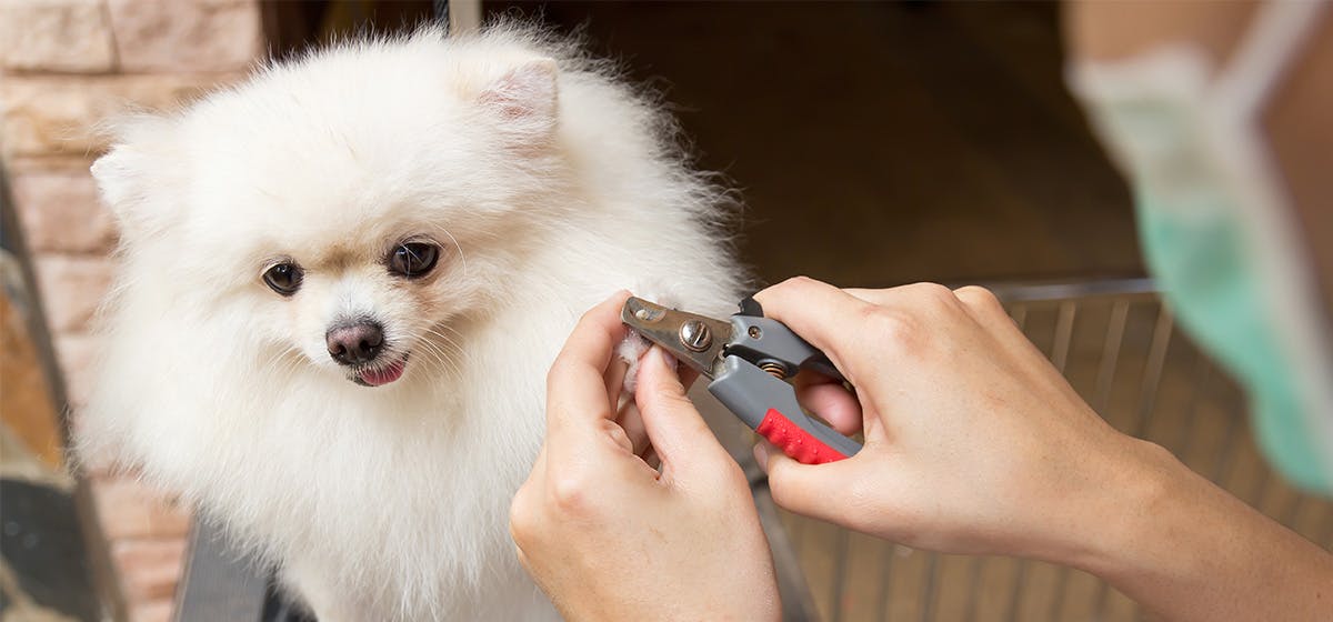 can-dogs-feel-their-nails