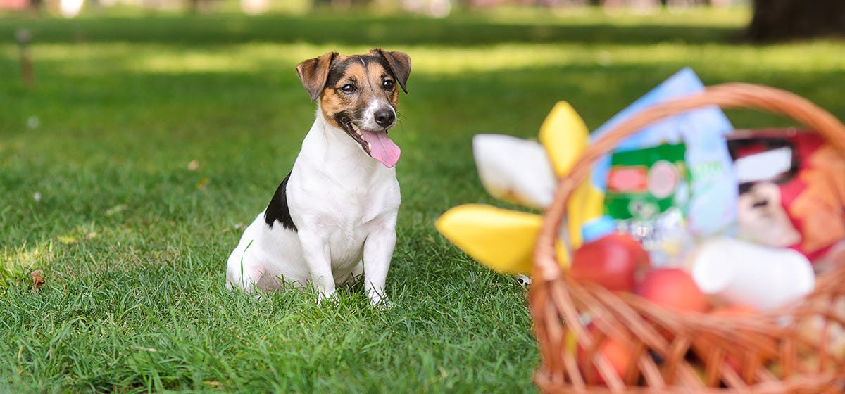 Can dogs taste Zingy food? - Wag!