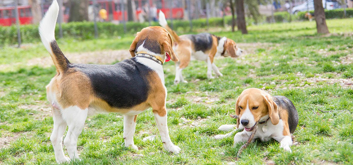 can-dogs-recognize-their-own-poop