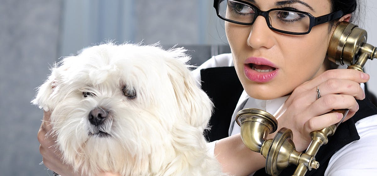 Can Dogs Recognize Voice Over The Phone? - Wag!