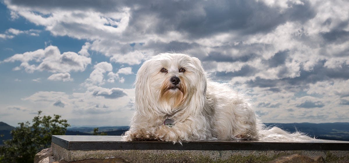 dogs and storms