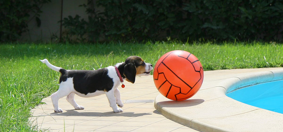 can-dogs-sense-danger