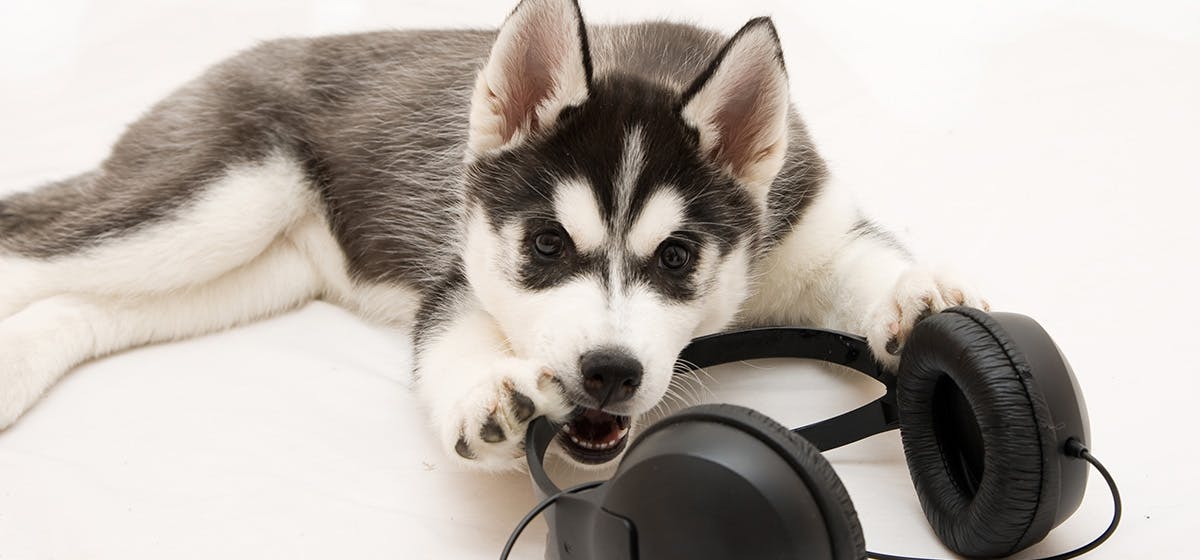 can-dogs-hear-music-from-speakers