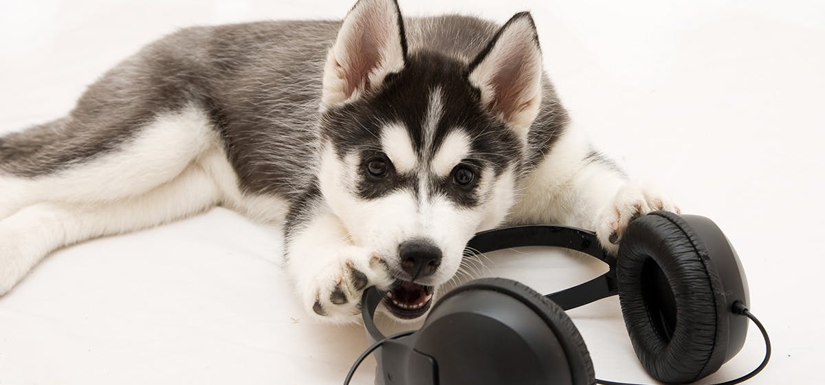 Do dogs best sale hear music