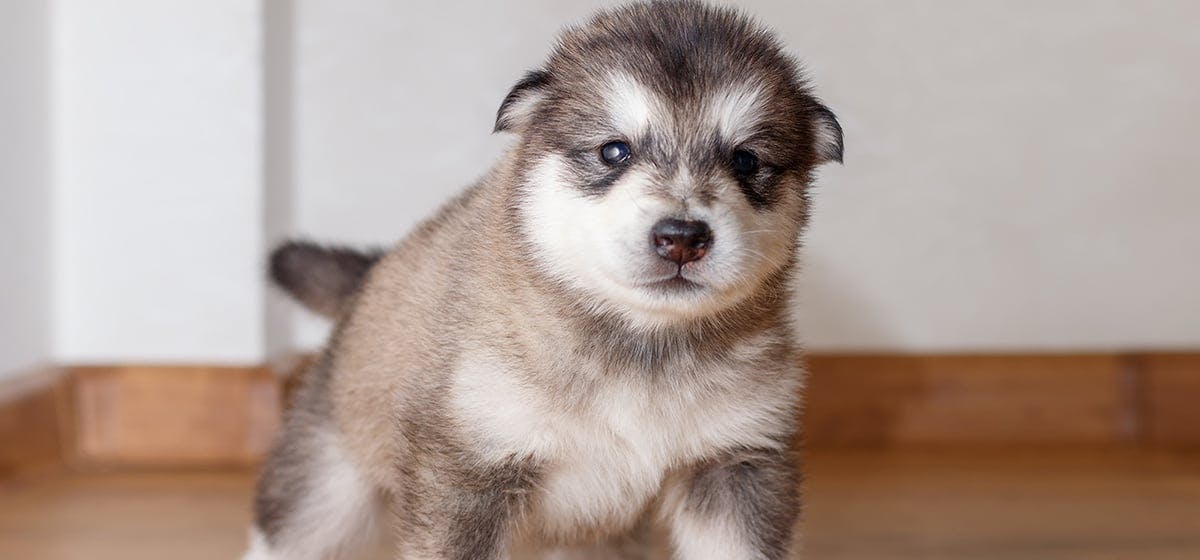 is a humidifier good for dogs