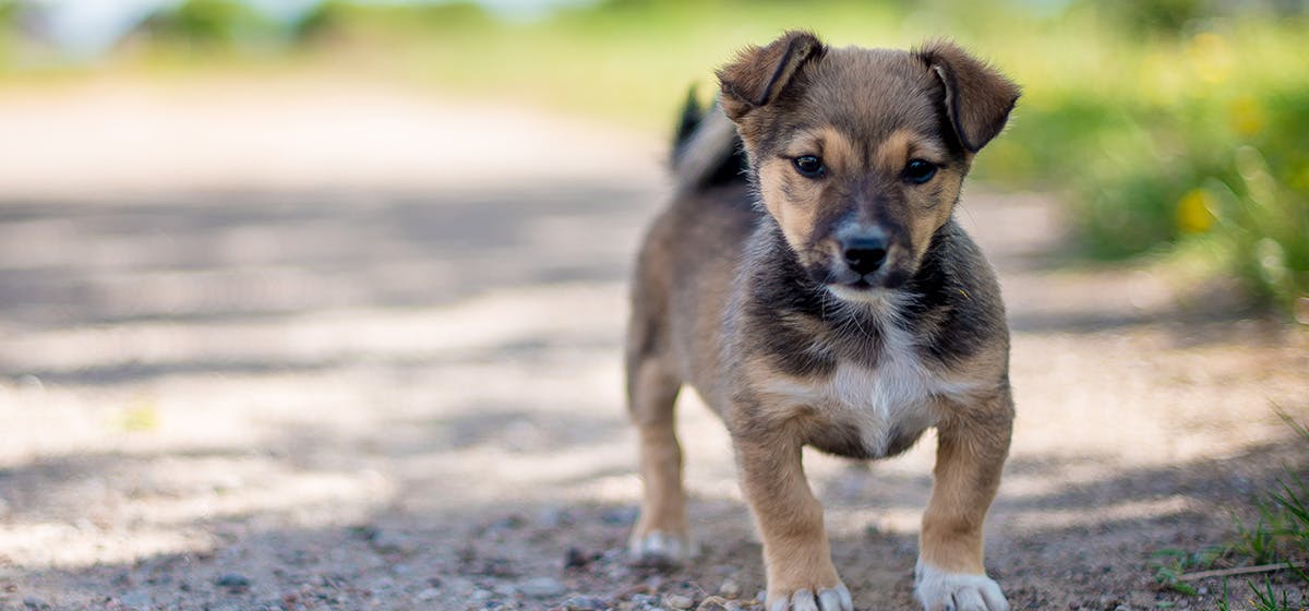 can dogs predict natural disasters