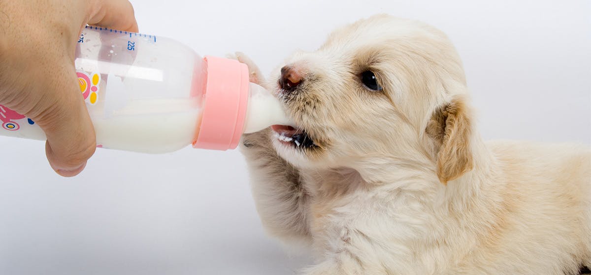 can-dogs-taste-soy-milk